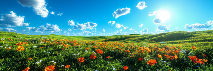 Fototapeta premium Vibrant panoramic view of sunny spring or summer landscape featuring rolling green hills adorned with sprawling field of bright orange and red wildflowers under brilliant blue sky with fluffy white cl