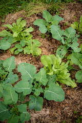 Green vegetables grow lush and healthy, soaking up sunlight in a vibrant garden setting