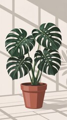 Obraz premium Stylish Monstera Plant in Pot with Window Light