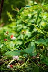 Blooming flowers emerge from rich soil surrounded by vibrant green foliage in spring