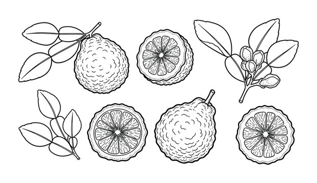 Set of kaffir lime fruits and leaves illustration, including whole and sliced fruit, and branches with leaves