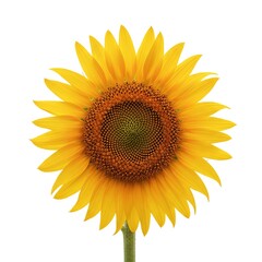 Radiant Sunflower Blossom - A Symbol of Summer and Happiness.