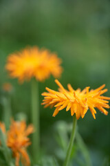 Golden orange blooms rise against a soft green backdrop, showcasing spring's beauty