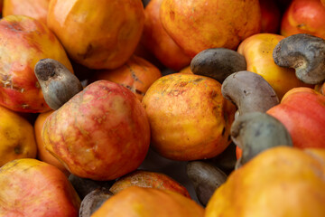 Fresh ripe cashews in close-up