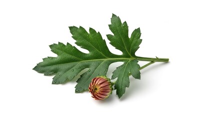 Chrysanthemum bud and leaf on white background, close-up.