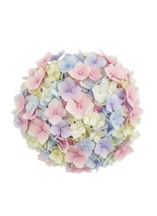 Obraz premium Pastel Hydrangea Bloom - A Gentle Symphony of Colors.