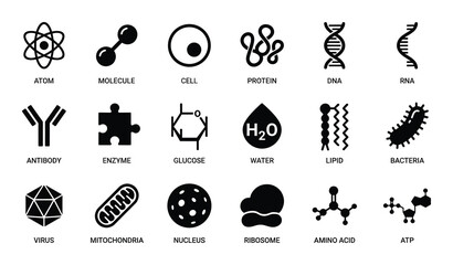 Basic biological and chemical structures atom molecule cell protein dna rna antibody enzyme glucose water lipid bacteria virus mitochondria nucleus ribosome amino acid atp
