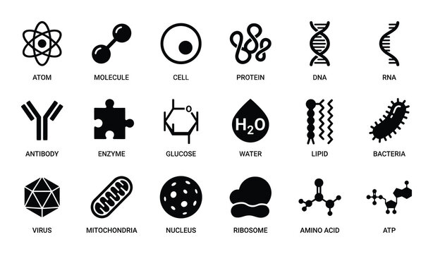 Basic biological and chemical structures atom molecule cell protein dna rna antibody enzyme glucose water lipid bacteria virus mitochondria nucleus ribosome amino acid atp
