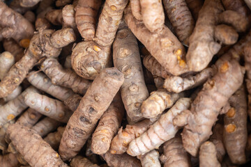 Fresh organic turmeric roots pile.