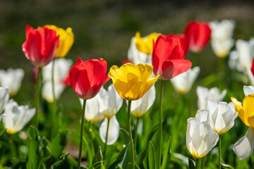 Colorful tulip field in full bloom