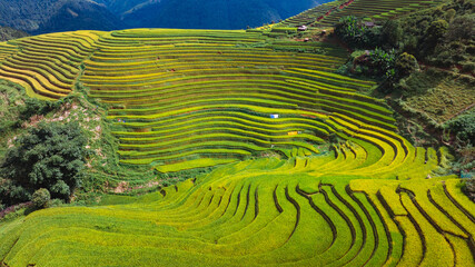 rice terraces in Mu Cang Chai, Vietnam