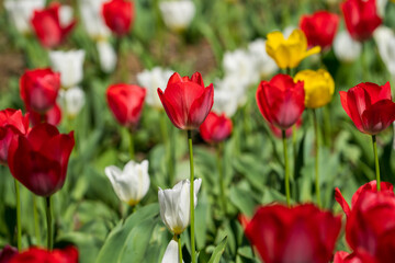 Colorful tulip field in full bloom
