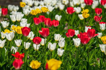 Obraz premium Colorful tulip field in full bloom