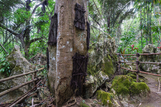 Historische Babygr&auml;ber in einem Baum bei Kote