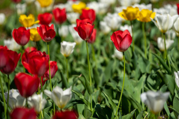 Colorful tulip field in full bloom