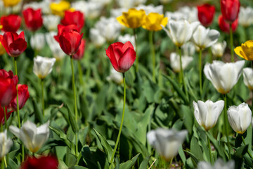 Colorful tulip field in full bloom