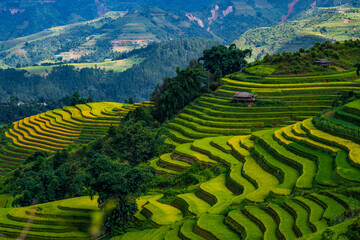 rice terraces in Mu Cang Chai, Vietnam