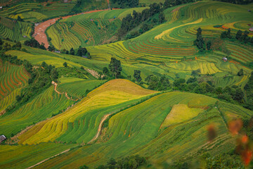 rice terraces in Mu Cang Chai, Vietnam