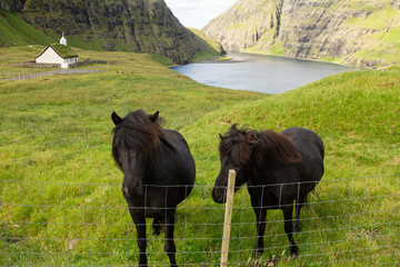 Two black horses standing together in a field.