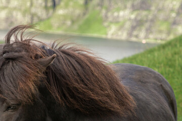 Flowing black mane of a horse.