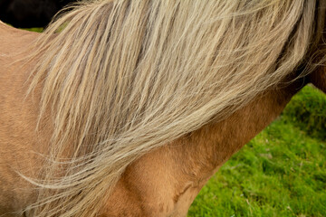 Brown horse with flowing mane.