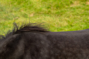 Close-up of black horse’s fur showing a blaze pattern.