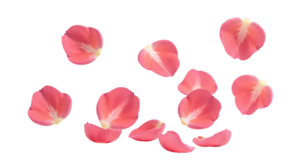 Delicate pink rose petals scattered gracefully, creating romantic and serene atmosphere. Perfect for floral arrangements or decorative purposes