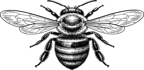 Detailed Honey Bee Engraving Vector Illustration, Flying Insect Sketch, Vintage Woodcut Art, Black and White Pollinator Icon, Nature Symbol