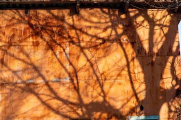 Branches cast intricate shadows on a weathered orange wall during golden hour, creating art