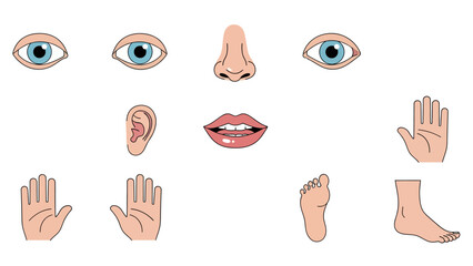 Illustration of human body parts including eyes, nose, mouth, ears, hands, feet, and legs.