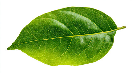 Obraz premium Close up of a single green leaf with detailed veins isolated on white background