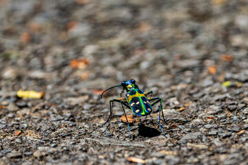 Macro shot of a colorful tiger beetle walking on asphalt