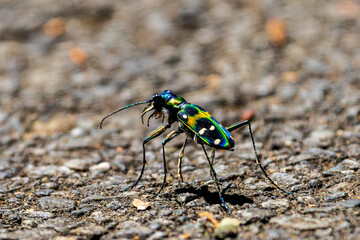 Macro shot of a colorful tiger beetle walking on asphalt