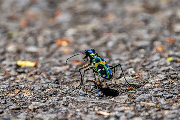 Macro shot of a colorful tiger beetle walking on asphalt