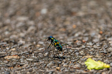 Macro shot of a colorful tiger beetle walking on asphalt