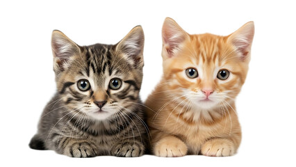 Two adorable kittens posing side by side with a tabby and orange kitten looking at the viewer