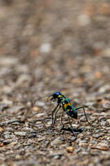 Macro shot of a colorful tiger beetle walking on asphalt