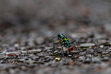 Macro shot of a colorful tiger beetle walking on asphalt