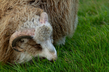 A sheep eating fresh green grass in the Faroe Islands.