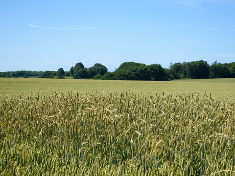Golden Wheat Field Ready for Harvest - Danish Summer Agriculture