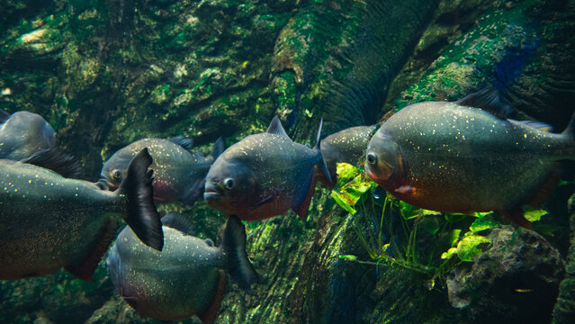 Piranhas Feeding at Kattegat Centre Denmark - Aquarium Fish