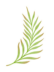 Watercolor tropical palm leaf isolated on white background. Green botanical foliage element for summer cards, invitations, fabric design, packaging, posters, jungle decor and nature projects.