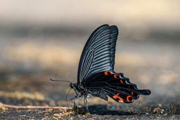 Macro shot of a black swallowtail butterfly