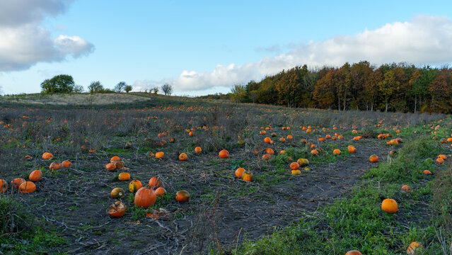 Pumpkin Field at Dusk - Danish Autumn Agricultural Landscape