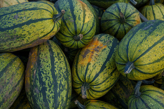 Striped Green Squash Harvest Display - Fresh Organic Vegetables