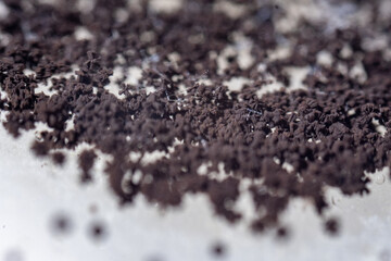 A detailed macro photograph showing the dense, granular, dark brown to black surface growth of a fungal colony, characterized by numerous conidial heads of the Aspergillus spe