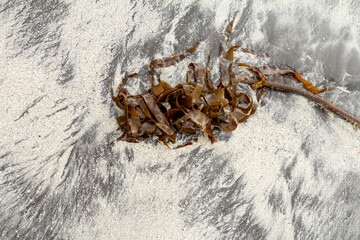 Detailed close-up of Laminaria digitata lying on the black volcanic beach of Tjørnuvík, showcasing raw Faroe Islands coastal nature.
