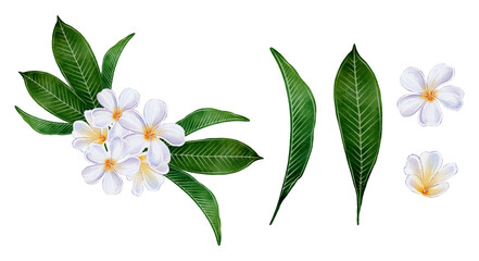 Watercolor tropical plumeria flowers with green leaves isolated on white background. Botanical floral element for summer cards, invitations, packaging, fabric design, posters and decoration. © Alona