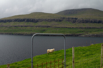 A sheep standing by the water’s edge in the Faroe Islands.
