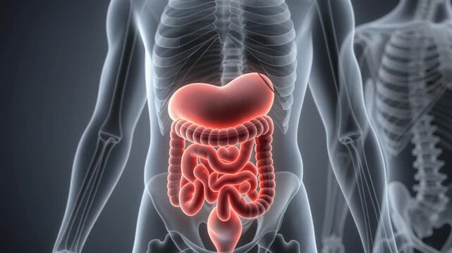 Human Digestive System Anatomy Animation for Medical Education and Health Awareness.